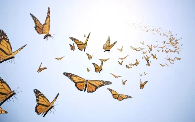 Le Papillon s’est envolé