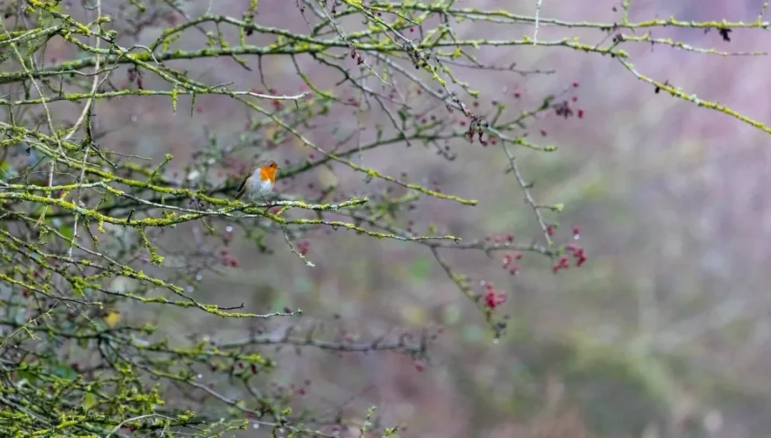Être Sa Création sans plus s’appartenir