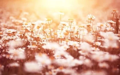 Les Machines S’Arrêtent